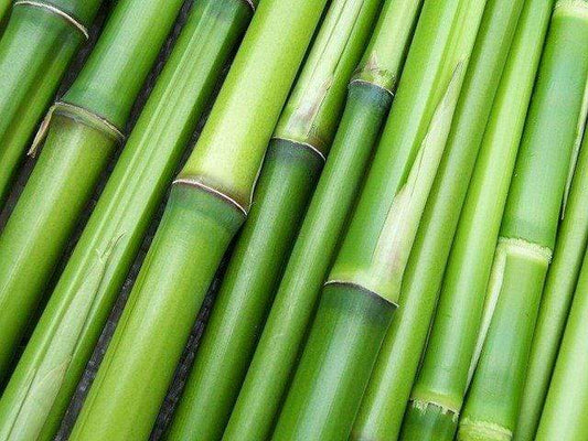 The Benefits of Bamboo Fabric - PineTales® Buckwheat Pillows