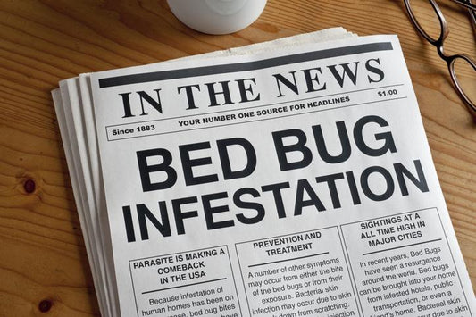 Bugs Between The Sheets - Article written by PineTales