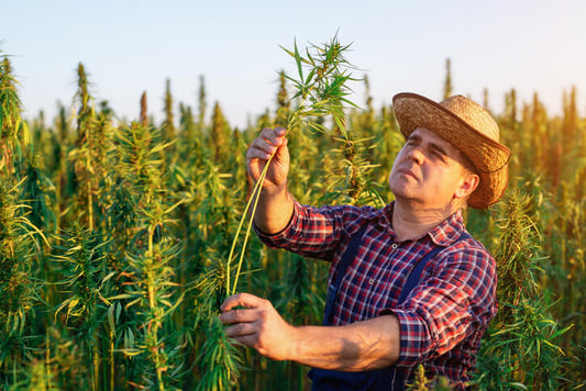 Hemp: A Multi-Purpose Plant