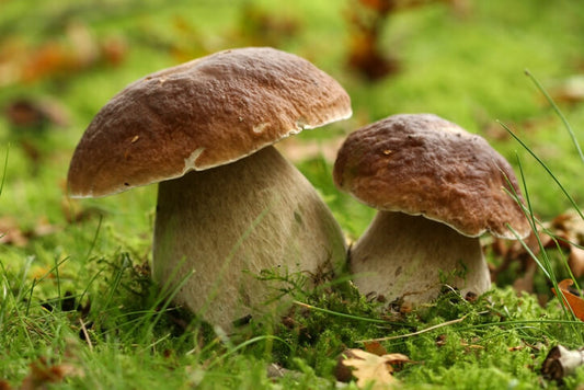 What are Medicinal Mushrooms and When To Use Them