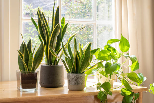 House Plants Can Improve Your Physical and Mental Health
