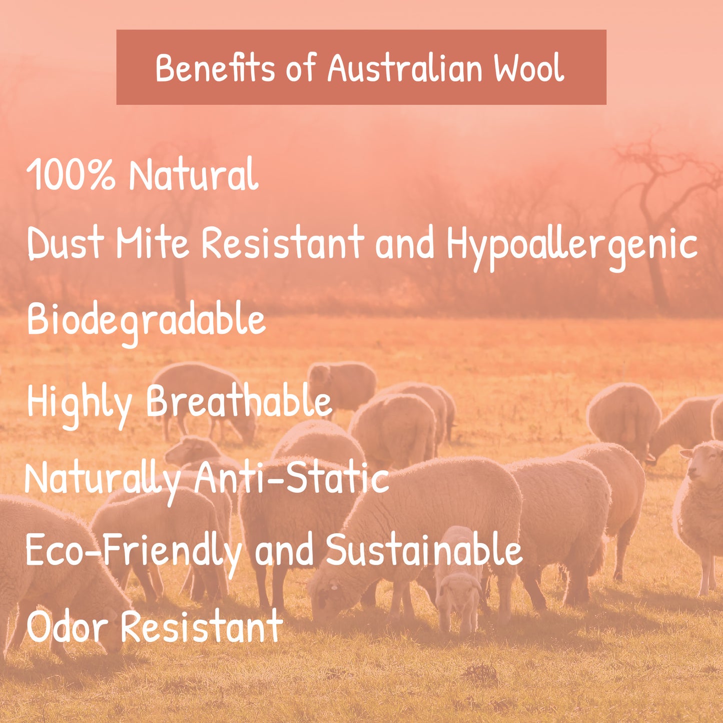 Buckwheat Wool Pillow - PineTales